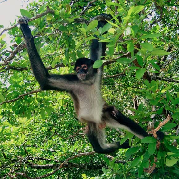 Tour en Maya Cobá y la Reserva de Monos