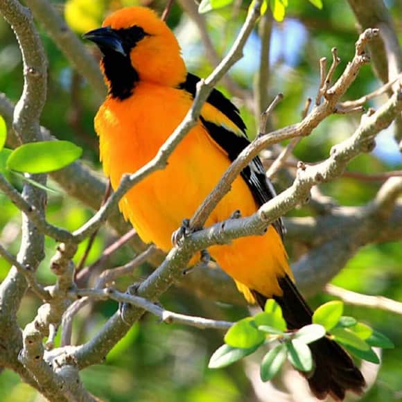 El Mejor Tour de Avistamiento de Aves en la Riviera Maya y Yucatán